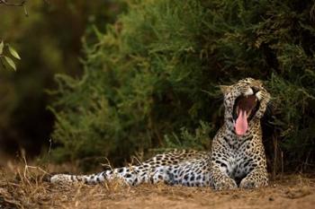 African Leopard, Masai Mara GR, Kenya | Obraz na stenu