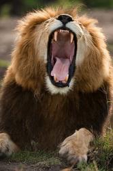 African Lion, Masai Mara GR, Kenya | Obraz na stenu