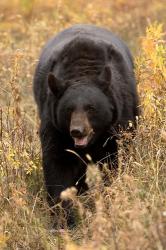 Black Bear walking in brush, Montana | Obraz na stenu