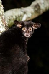 Galago Bushbaby primate, Masai Mara, Kenya | Obraz na stenu