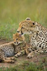 Cheetah with cub in the Masai Mara GR, Kenya | Obraz na stenu