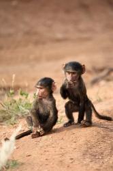 Olive Baboon primates, Masai Mara GR, Kenya | Obraz na stenu