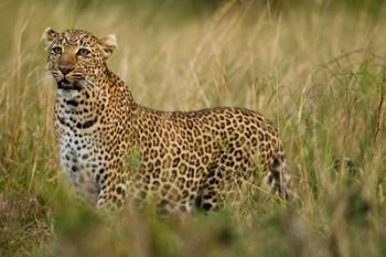 African Leopard hunting in the grass, Masai Mara Game Reserve, Kenya | Obraz na stenu