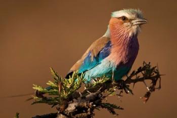 Kenya, Masai Mara GR, Lilac-breasted Roller | Obraz na stenu