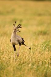 Secretary Bird hunting for food, Lower Mara, Masai Mara Game Reserve, Kenya | Obraz na stenu