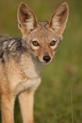 Kenya, Masai Mara GR, Black-backed Jackal | Obraz na stenu