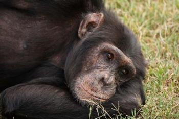 Common Chimpanzee, Sweetwater Conservancy, Kenya | Obraz na stenu