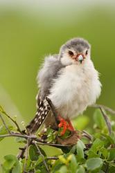 Pygmy Falcon, Samburu Game Reserve, Kenya | Obraz na stenu