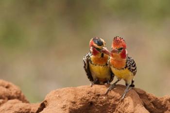 Kenya, Samburu, Red-Yellow Barbet bird | Obraz na stenu