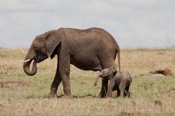 African Elephant With Baby, Maasai Mara Game Reserve, Kenya | Obraz na stenu