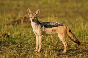 Black-backed Jackal, Maasai Mara Wildlife Reserve, Kenya | Obraz na stenu