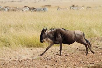 Blue Wildebeest on the run in Maasai Mara Wildlife Reserve, Kenya. | Obraz na stenu