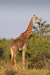 Giraffe, Giraffa camelopardalis, Maasai Mara wildlife Reserve, Kenya. | Obraz na stenu
