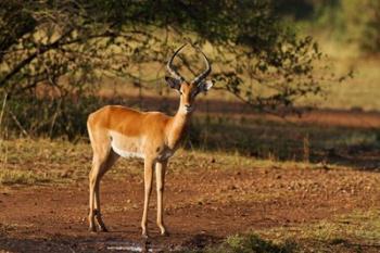 Impala, Maasai Mara Wildlife Reserve, Kenya | Obraz na stenu