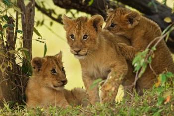 Lion cubs in the bush, Maasai Mara Wildlife Reserve, Kenya | Obraz na stenu
