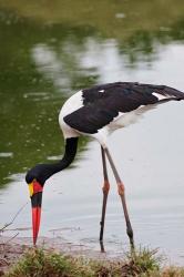 Saddle-billed Stork, Maasai Mara Wildlife Reserve, Kenya | Obraz na stenu