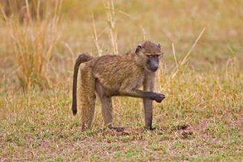 Baboons near the bush in the Maasai Mara, Kenya | Obraz na stenu