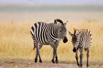 Zebra and Juvenile Zebra on the Maasai Mara, Kenya | Obraz na stenu