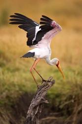 Yellow-Billed Stork Readying for Flight, Maasai Mara, Kenya | Obraz na stenu
