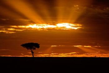 Sunrise, Maasai Mara, Kenya | Obraz na stenu