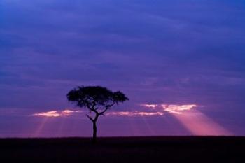 Blue skies, Maasai Mara, Kenya | Obraz na stenu