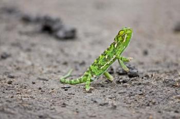 Jackson's Chameleon lizard, Maasai Mara Kenya | Obraz na stenu