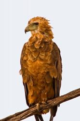 Tawny Eagle on branch above the Maasai Mara Kenya | Obraz na stenu