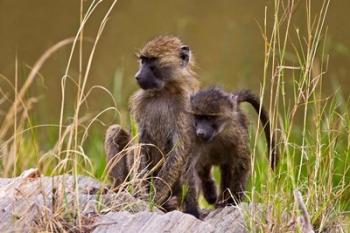 Baboons in the bush in the Maasai Mara Kenya. (RF) | Obraz na stenu