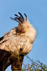 Secretarybird seen in the Masai Mara, Kenya | Obraz na stenu