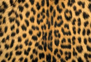 Leopard, Masai Mara Reserve, Kenya | Obraz na stenu