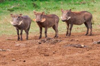 Warthog, Aberdare National Park, Kenya | Obraz na stenu