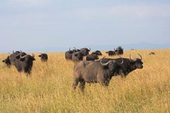 African Buffalo (Syncerus caffer), Mount Kenya National Park, Kenya | Obraz na stenu