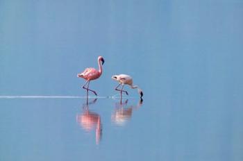 Lesser Flamingoes (Phoenicopterus minor), Lake Nakuru, Kenya | Obraz na stenu
