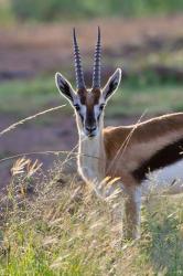 Thomson's Gazelle on the savannah, Maasai Mara National Reserve, Kenya | Obraz na stenu