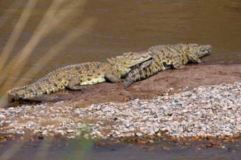 Nile Crocodiles on the banks of the Mara River, Maasai Mara, Kenya, Africa | Obraz na stenu