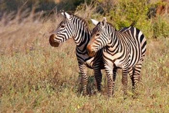 Pair of Zebras in Meru National Park, Meru, Kenya | Obraz na stenu