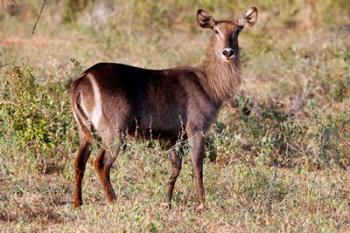 Female Ellipsen Waterbuck of East Africa, Meru, Kenya | Obraz na stenu