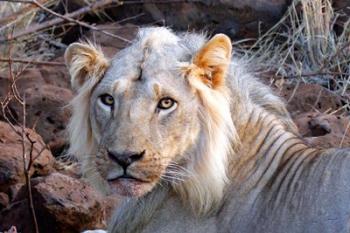 Face of feeding lion, Meru, Kenya | Obraz na stenu