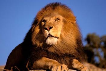 Lion, Masai Mara, Kenya | Obraz na stenu