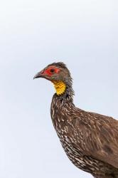 Yellow-necked Spurfowl, Lewa, Kenya | Obraz na stenu