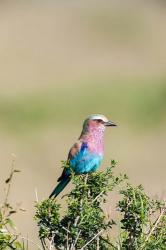 Lilac-breasted Roller sitting on a bush in the Maasai Mara, Kenya | Obraz na stenu