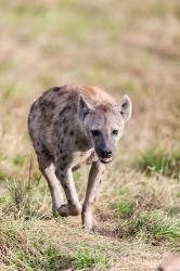 Spotted Hyena, Crocuta crocuta, in the Maasai Mara, Kenya, Africa. | Obraz na stenu