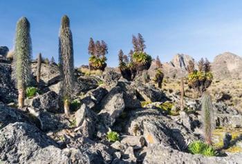 Landscape, Mount Kenya National Park, Kenya | Obraz na stenu