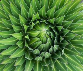 Close up of Giant Lobelia rosette of leaves, Kenya | Obraz na stenu