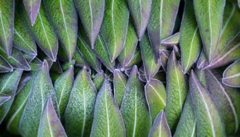 Purple edged leaves of the Giant Lobelia rosette, Kenya | Obraz na stenu