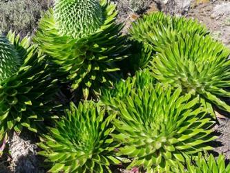 Giant Lobelia, Lobelia deckenii, in Mount Kenya NP, Kenya, Africa. | Obraz na stenu