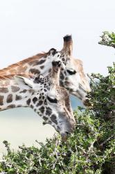 Maasai Giraffe, Maasai Mara Game Reserve, Kenya | Obraz na stenu