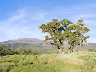 Mount Kenya NP, Site in the highlands of central Kenya, Africa. UNESCO | Obraz na stenu