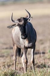 Eastern white-bearded wildebeest, Amboseli National Park, Kenya | Obraz na stenu