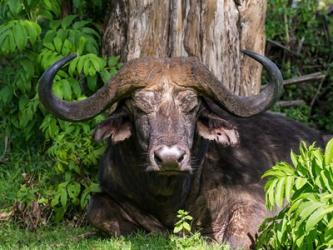 African Buffalo, Aberdare National Park, Kenya | Obraz na stenu
